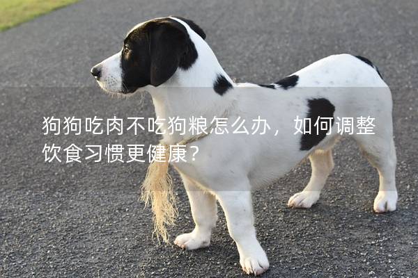 狗狗吃肉不吃狗粮怎么办，如何调整饮食习惯更健康？