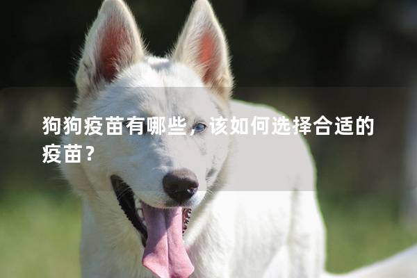 狗狗疫苗有哪些，该如何选择合适的疫苗？