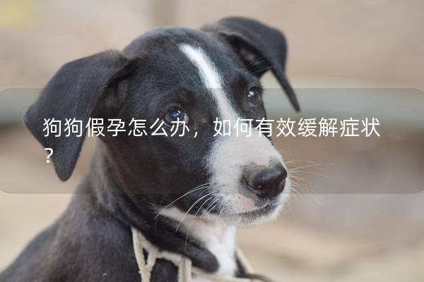 狗狗假孕怎么办，如何有效缓解症状？