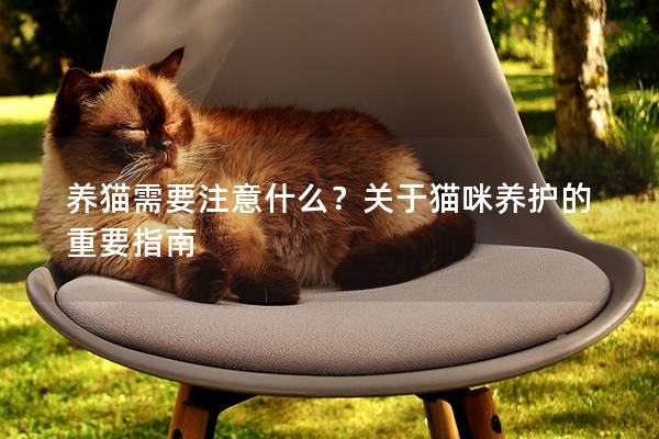 养猫需要注意什么？关于猫咪养护的重要指南