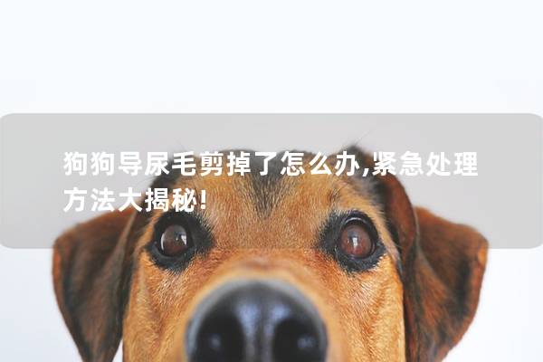 狗狗导尿毛剪掉了怎么办,紧急处理方法大揭秘!