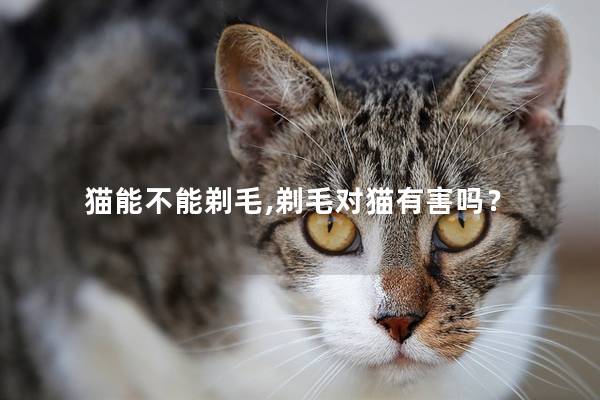 猫能不能剃毛,剃毛对猫有害吗？