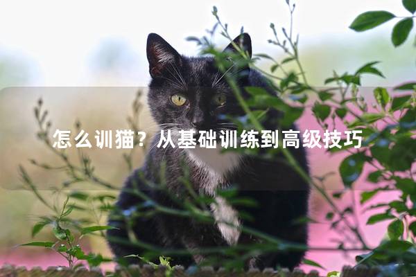 怎么训猫？从基础训练到高级技巧