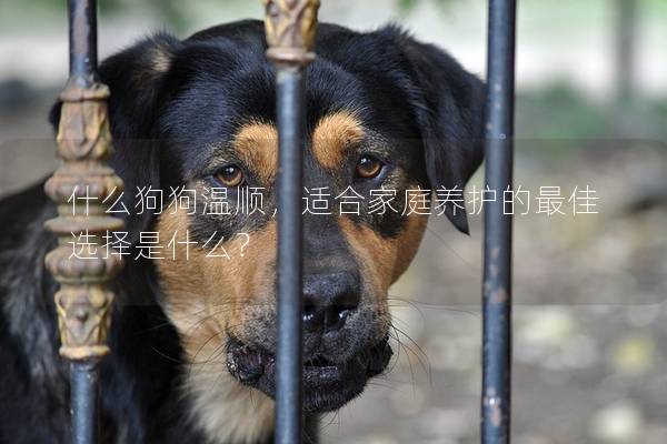 什么狗狗温顺，适合家庭养护的最佳选择是什么？