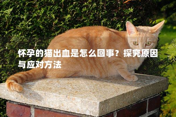 怀孕的猫出血是怎么回事？探究原因与应对方法