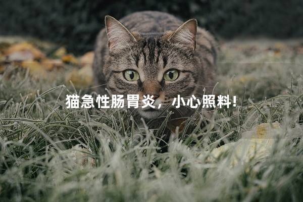 猫急性肠胃炎，小心照料!