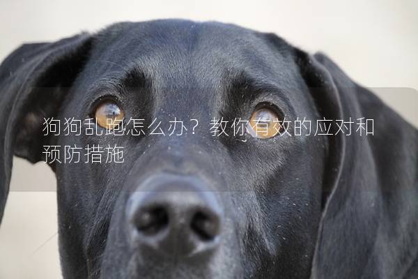 狗狗乱跑怎么办？教你有效的应对和预防措施