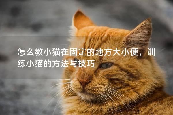 怎么教小猫在固定的地方大小便，训练小猫的方法与技巧
