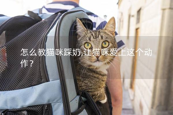 怎么教猫咪踩奶,让猫咪爱上这个动作？