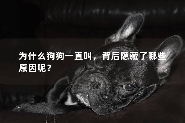 为什么狗狗一直叫，背后隐藏了哪些原因呢？