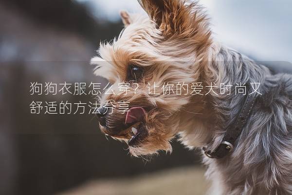 狗狗衣服怎么穿？让你的爱犬时尚又舒适的方法分享