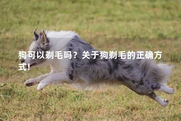 狗可以剃毛吗？关于狗剃毛的正确方式!