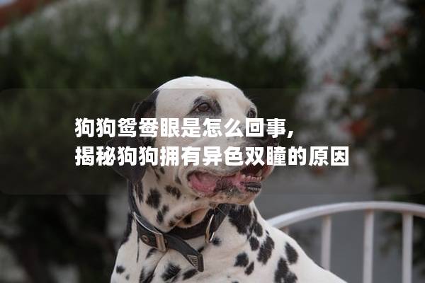 狗狗鸳鸯眼是怎么回事, 揭秘狗狗拥有异色双瞳的原因