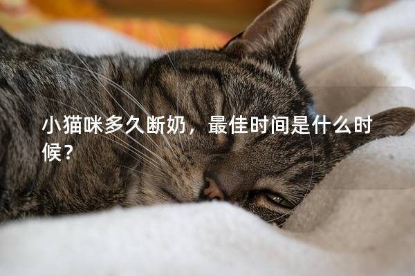 小猫咪多久断奶，最佳时间是什么时候？