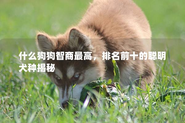 什么狗狗智商最高，排名前十的聪明犬种揭秘