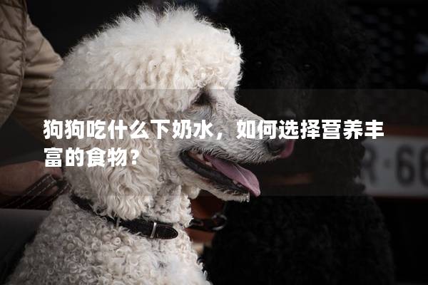 狗狗吃什么下奶水，如何选择营养丰富的食物？