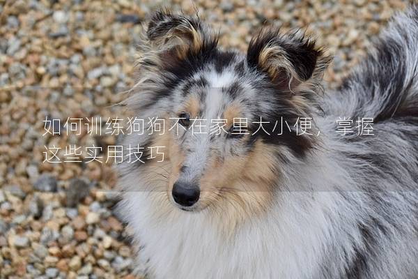 如何训练狗狗不在家里大小便，掌握这些实用技巧