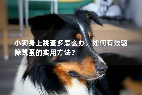 小狗身上跳蚤多怎么办，如何有效驱除跳蚤的实用方法？