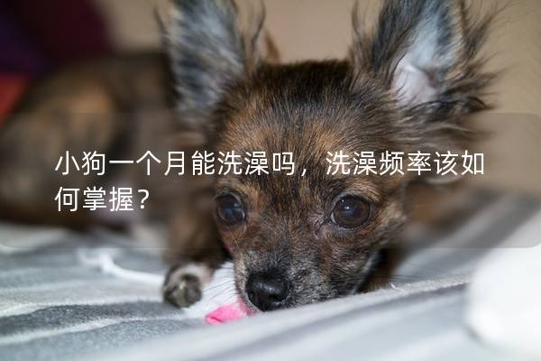 小狗一个月能洗澡吗，洗澡频率该如何掌握？
