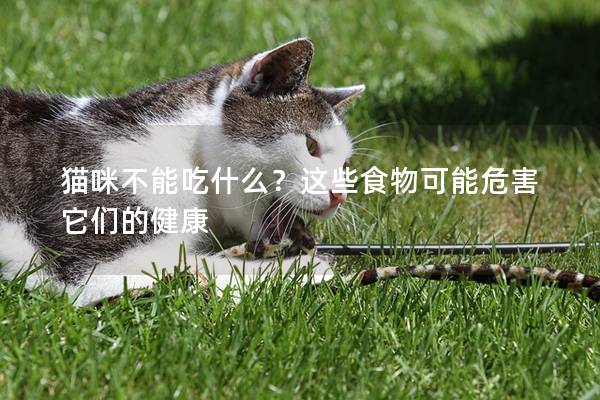 猫咪不能吃什么？这些食物可能危害它们的健康