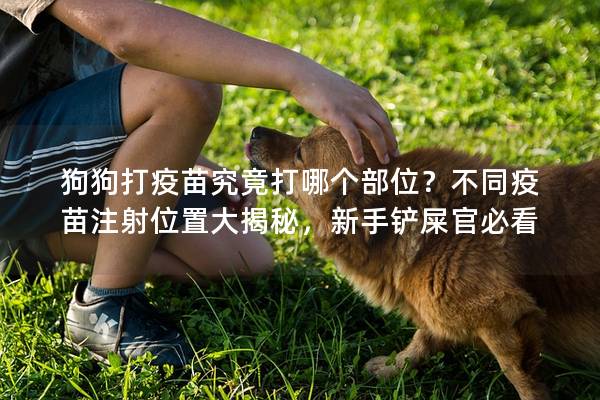 狗狗打疫苗究竟打哪个部位？不同疫苗注射位置大揭秘，新手铲屎官必看