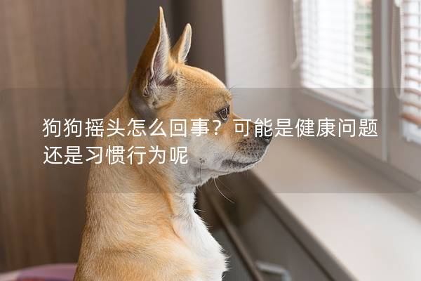 狗狗摇头怎么回事？可能是健康问题还是习惯行为呢