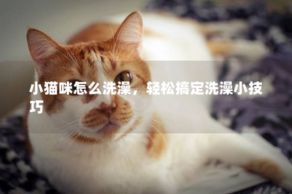 小猫咪怎么洗澡，轻松搞定洗澡小技巧