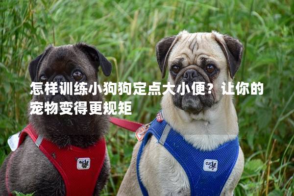 怎样训练小狗狗定点大小便？让你的宠物变得更规矩