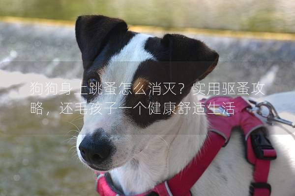 狗狗身上跳蚤怎么消灭？实用驱蚤攻略，还毛孩子一个健康舒适生活