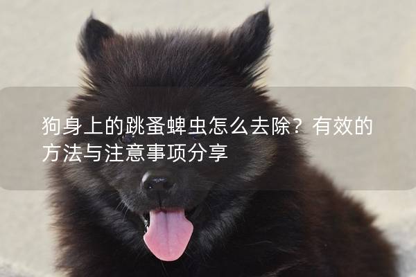 狗身上的跳蚤蜱虫怎么去除？有效的方法与注意事项分享