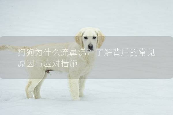 狗狗为什么流鼻涕？了解背后的常见原因与应对措施