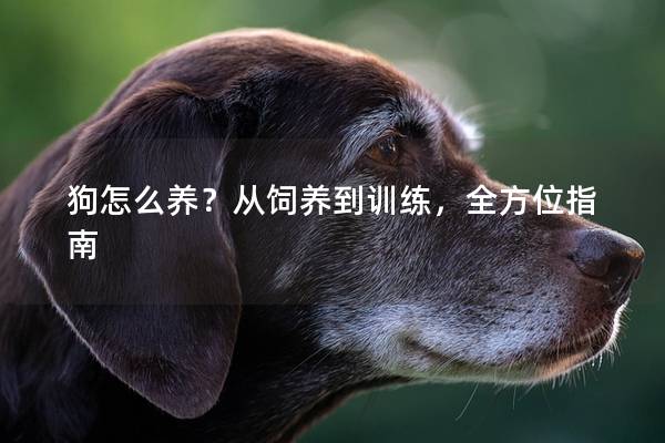 狗怎么养？从饲养到训练，全方位指南