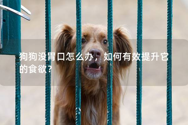 狗狗没胃口怎么办，如何有效提升它的食欲？