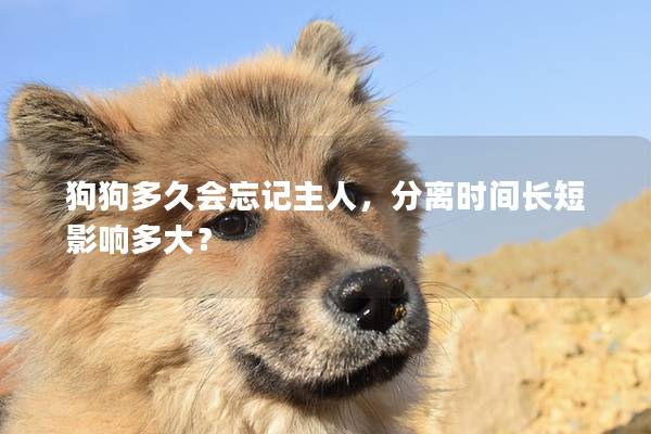 狗狗多久会忘记主人，分离时间长短影响多大？