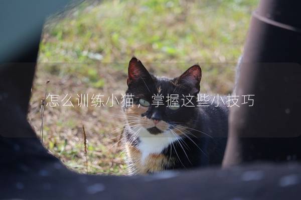 怎么训练小猫，掌握这些小技巧