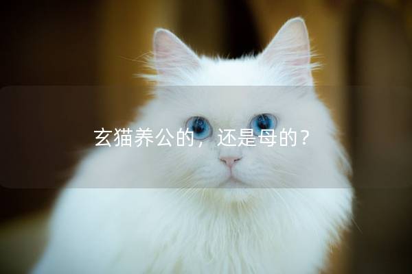玄猫养公的，还是母的？