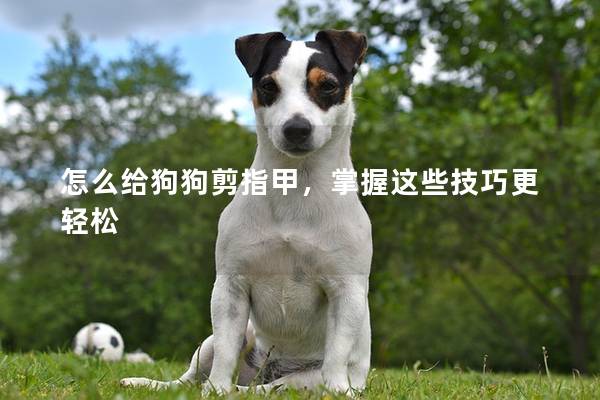 怎么给狗狗剪指甲，掌握这些技巧更轻松