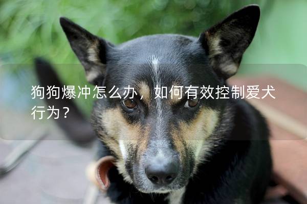 狗狗爆冲怎么办，如何有效控制爱犬行为？