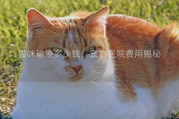 猫咪输液多少钱，宠物医院费用揭秘？