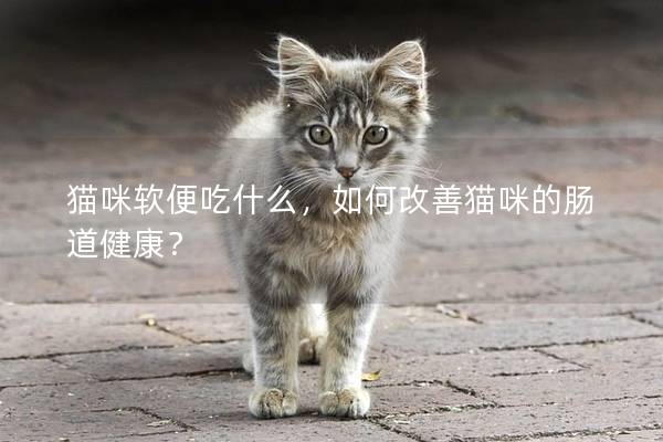 猫咪软便吃什么，如何改善猫咪的肠道健康？