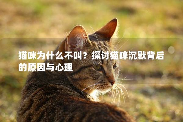 猫咪为什么不叫？探讨猫咪沉默背后的原因与心理