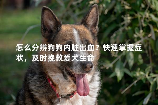 怎么分辨狗狗内脏出血？快速掌握症状，及时挽救爱犬生命