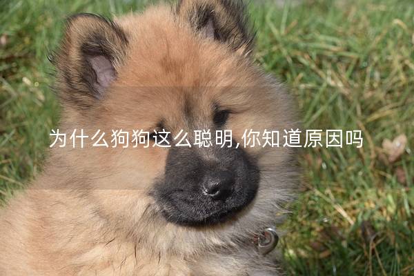 为什么狗狗这么聪明,你知道原因吗