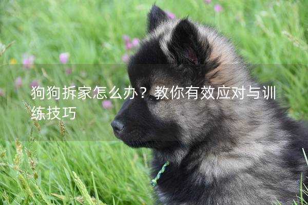狗狗拆家怎么办？教你有效应对与训练技巧