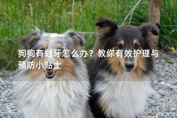 狗狗有蛀牙怎么办？教你有效护理与预防小贴士