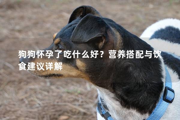 狗狗怀孕了吃什么好？营养搭配与饮食建议详解
