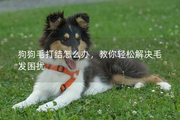 狗狗毛打结怎么办，教你轻松解决毛发困扰