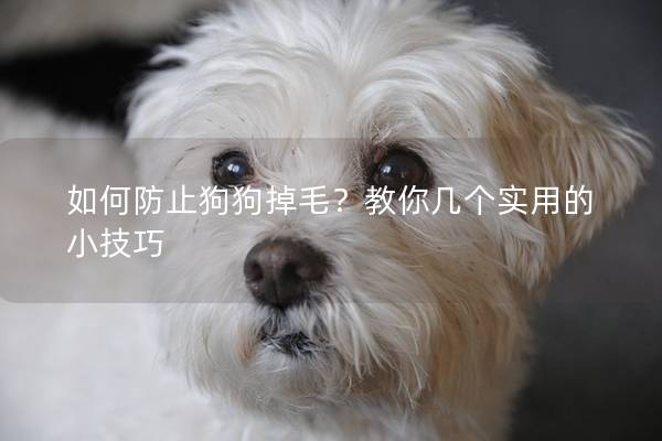 如何防止狗狗掉毛？教你几个实用的小技巧