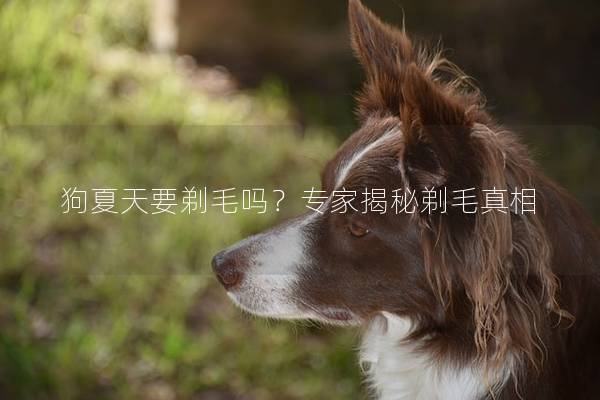 狗夏天要剃毛吗？专家揭秘剃毛真相
