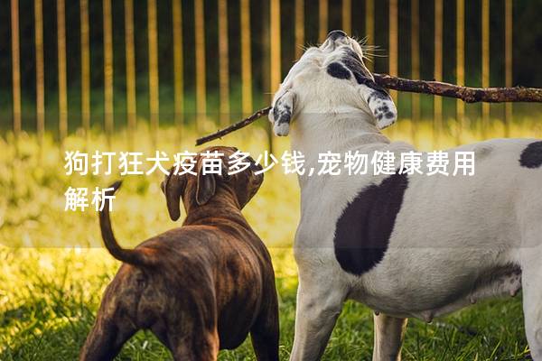 狗打狂犬疫苗多少钱,宠物健康费用解析